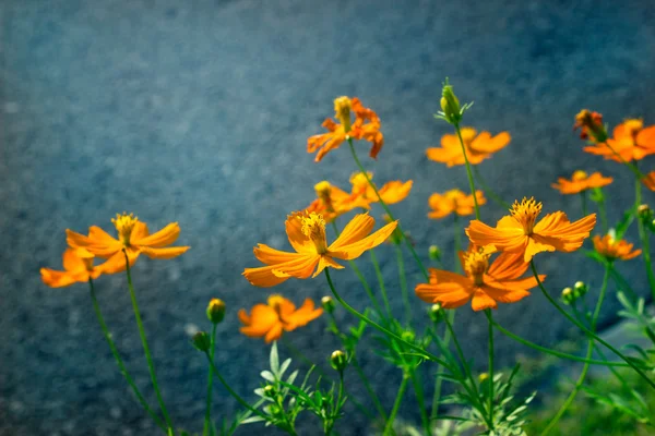 Fleurs jaunes dans le parc vert — Photo