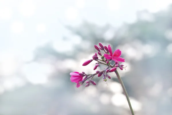 Ροζ λουλούδι σε παστέλ φόντο, μαλακό και θαμπάδα έννοια — Φωτογραφία Αρχείου