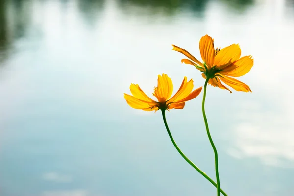 Lake park arka planda sarı çiçekler — Stok fotoğraf