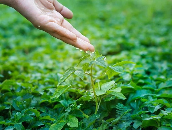 Riego de la mano vertiendo sobre la planta verde — Foto de Stock