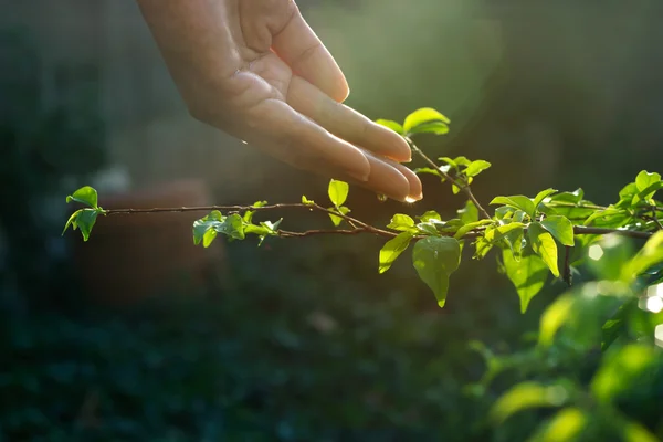 Χέρι πότισμα ρίχνει στο πράσινο φυτό στο φως του ήλιου — Φωτογραφία Αρχείου