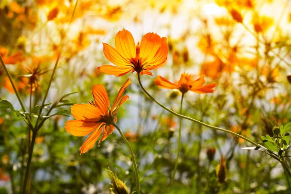 Fleurs vibrantes au lever du soleil dans le parc — Photo