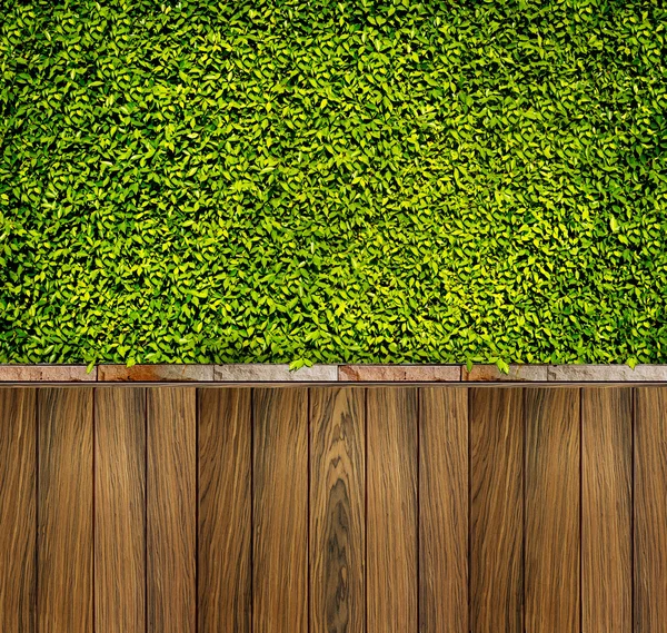 Pared de hojas verdes y valla de madera para el fondo —  Fotos de Stock