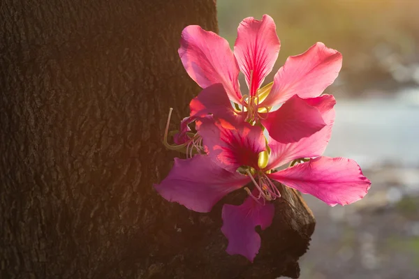 Bauhinia purpurea çiçek güneş ışığı altında — Stok fotoğraf
