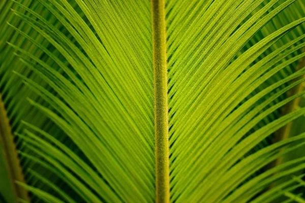 Hoja de Palma verde fresco de naturaleza tropical, suave enfoque y desenfoque — Foto de Stock
