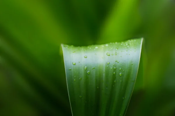 雨上がり、ソフト フォーカス熱帯自然の新鮮な緑の植物の葉 — ストック写真