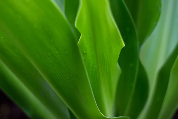 Hojas de una planta verde fresca, naturaleza tropical después de la lluvia, enfoque suave — Foto de Stock