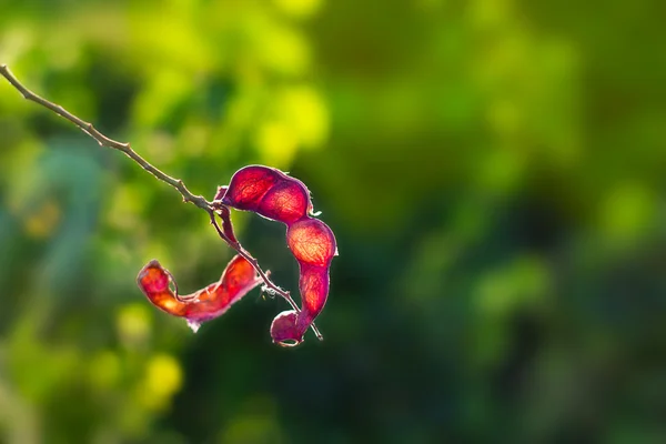 Cáscara roja abstracta fruto de Tamarindo, rojo sol sobre fondo de naturaleza —  Fotos de Stock