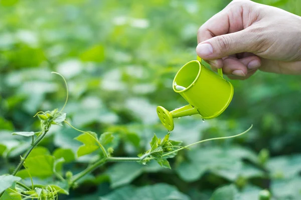 Verter una planta joven de una pequeña regadera, concepto de medio ambiente de la mano —  Fotos de Stock