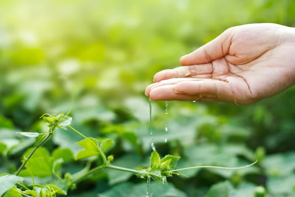 Woman hand watering young plants in sunshine on green background — Stock Photo, Image