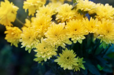 soyut renkli çiçekler ve canlı stil, yumuşak odak ve bulanıklık kavramı