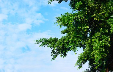 Yeşil yapraklarda mavi gökyüzü arka plan, boş metin güneş