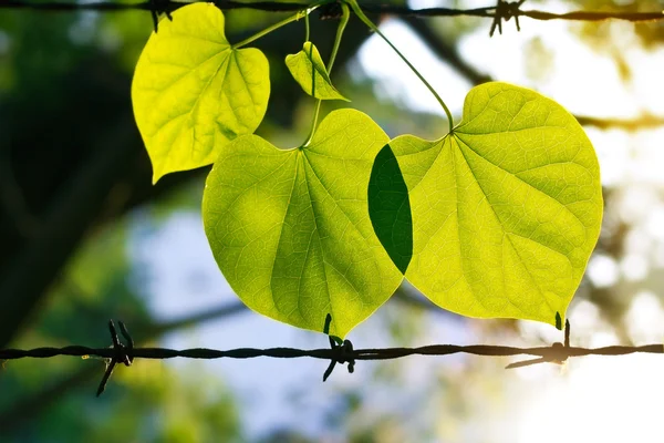 Καλοκαίρι φρέσκα πράσινα φύλλα για το συρματόπλεγμα στο φως του ήλιου — Φωτογραφία Αρχείου
