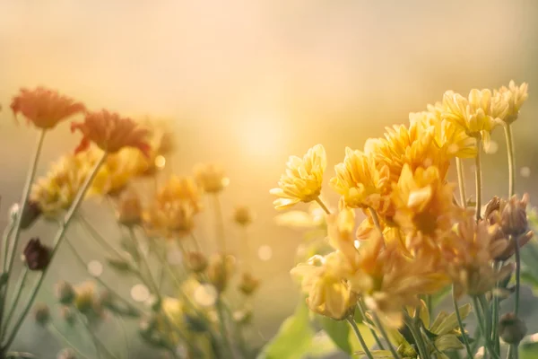 Gün batımı, pastel vintage renk tonu stili alanında çiçekler — Stok fotoğraf