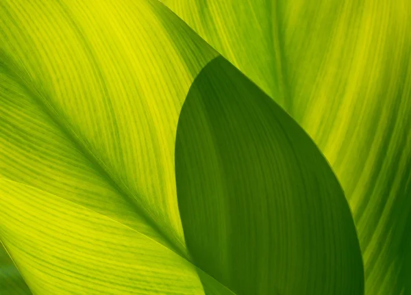 Green leaf for background, soft focus — Stock Photo, Image