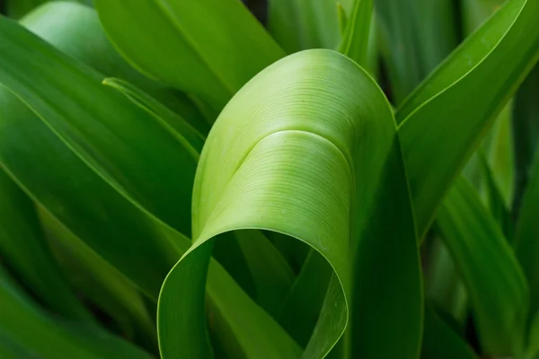 Hoja de planta verde fresca naturaleza tropical — Foto de Stock