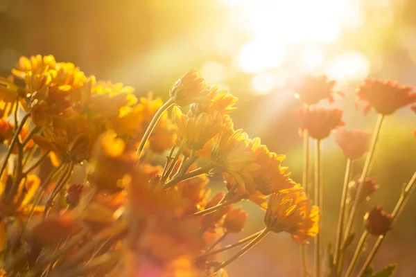 Flores vibrantes ao nascer do sol, foco suave e borrão — Fotografia de Stock