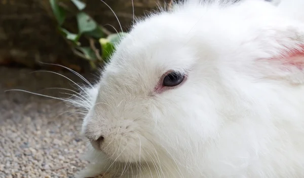 Primer plano conejo blanco en el parque — Foto de Stock