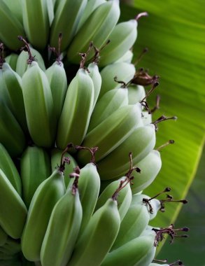 Taze yeşil Ham muz ağacı, yumuşak odak üzerinde