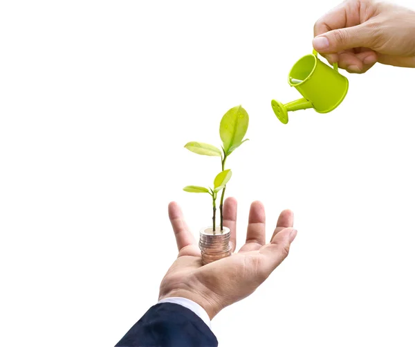 Symbolic of growing finance, tree grow up in business man hand on white background — Stock Photo, Image