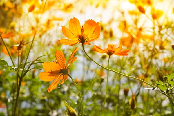 Fleurs jaunes au lever du soleil dans le fond naturel du parc — Photo