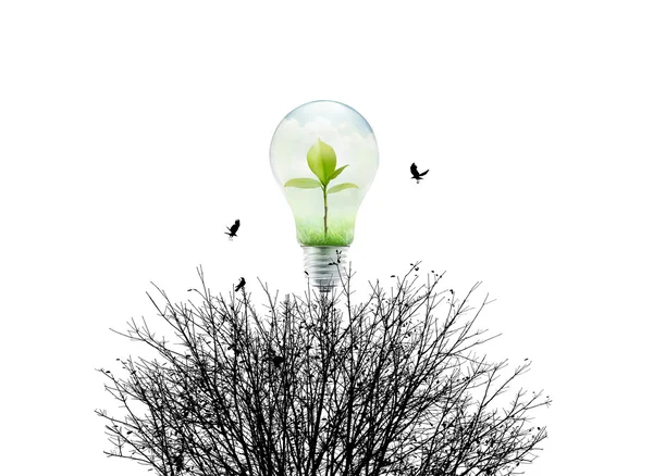 Fresh nature in Light bulb and dry environment on white background, ecological concept — Φωτογραφία Αρχείου