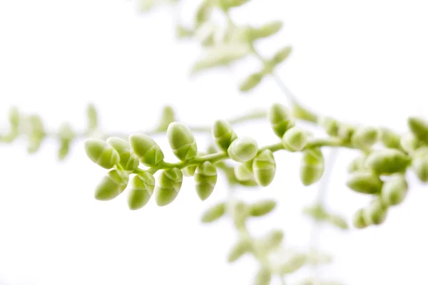 Bunch of baby palm seeds on white background — Stock Photo, Image