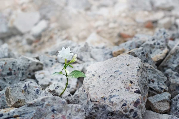 Flor branca crescendo em rachaduras ruínas construção, esperança e conceito de fé, foco suave — Fotografia de Stock
