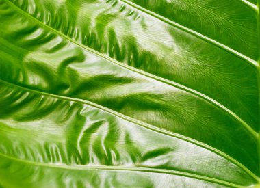 Colocasia doku, yeşil yaprak doğa arka plan, renkli ve canlı kavramı üzerinde