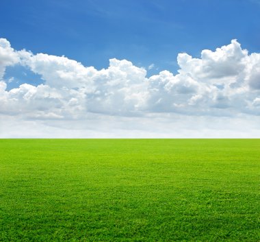 lush grass field and blue sky background, soft focus