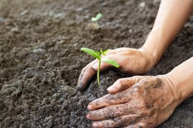 Woman hand watering and protect young tree on soil background, ecology concept