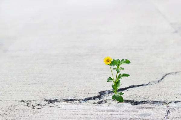 Yellow flower growing on crack street, soft focus, blank text — Stock Photo, Image