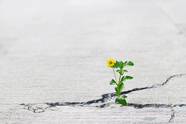 Gelbe Blume, die auf der Crack Street wächst, weicher Fokus, leerer Text — Stockfoto