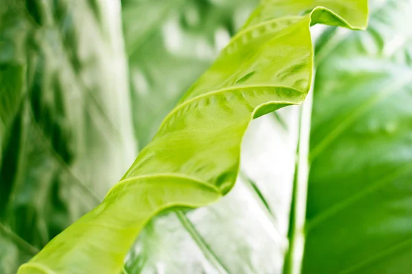 Textura de Colocasia, hoja verde sobre fondo natural — Foto de Stock