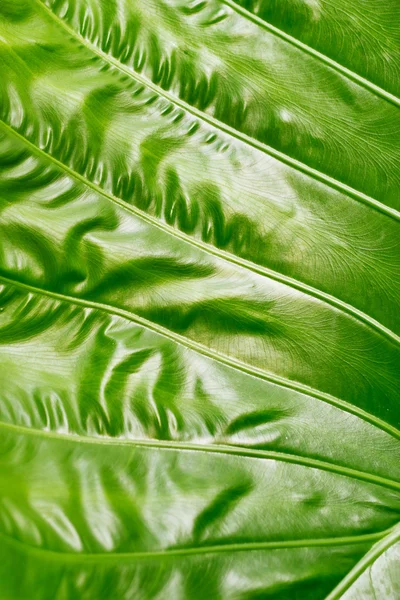 Textura de Colocasia, hoja verde sobre fondo natural — Foto de Stock