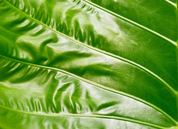 Textura Colocasia, folha verde no fundo da natureza, conceito colorido e vibrante — Fotografia de Stock
