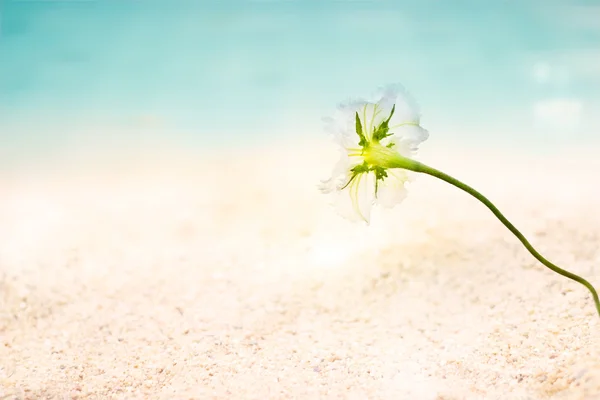 Abstract seaside flowers on sand sea beach summer day background — Stock Photo, Image