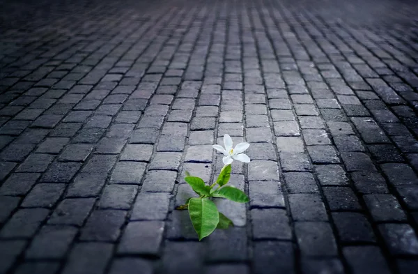 White flower growing on street floor tile old brick at night — Stock Photo, Image