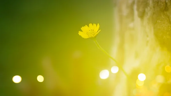 Yellow flower in the evening on nature background, soft focus — Stok fotoğraf