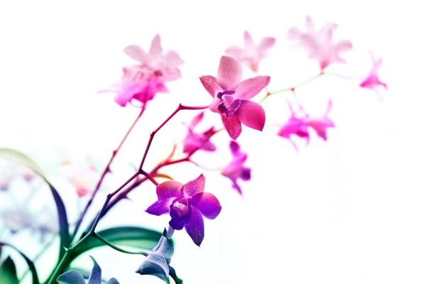 Renkli orkideler, çiçek canlı kavramı ve yumuşak odak — Stok fotoğraf