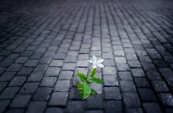 Λευκό λουλούδι αυξάνεται στο πάτωμα οδών παλαιού τούβλου σε νύχτα, μαλακή εστίαση — Φωτογραφία Αρχείου