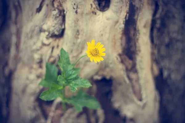 Κίτρινο λουλούδι αυξάνεται σε νεκρό δέντρο, μαλακή εστίαση, vintage χρώμα t — Φωτογραφία Αρχείου