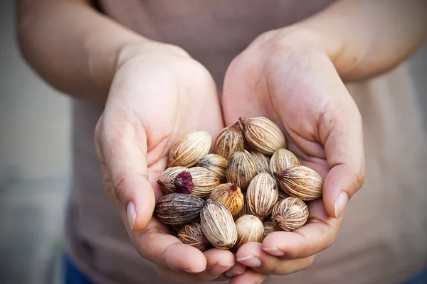 Seeds and grains in human hands — Stock Photo, Image