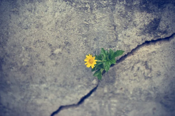 Yellow flower growing on crack grunge wall, soft focus Royalty Free Stock Photos