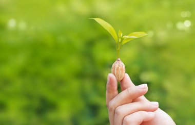 Yeşil doğa özgeçmişlerine tohumdan büyüyen bitki holding insan eller