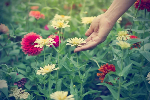 Woman hand touch zinnia flower in green field, Soft focus and Vintage color tone — Stock Photo, Image