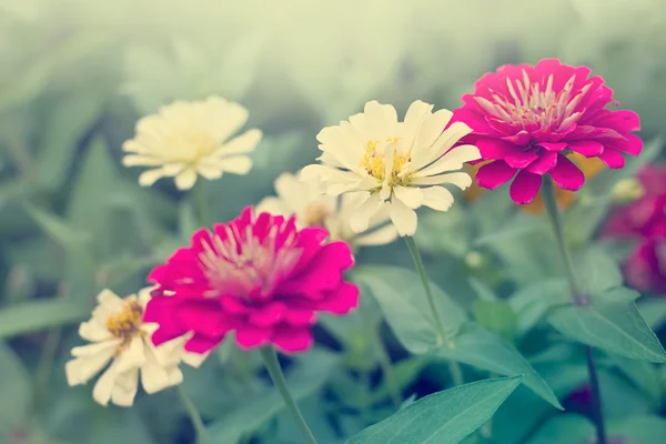 Yeşil alan, yumuşak odak ve vintage ton Zinnia çiçeği. — Stok fotoğraf