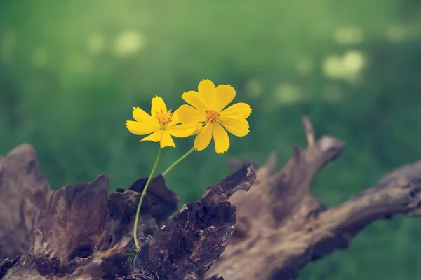 Fleurs jaunes poussant sur bois de fond dans la nature — Photo