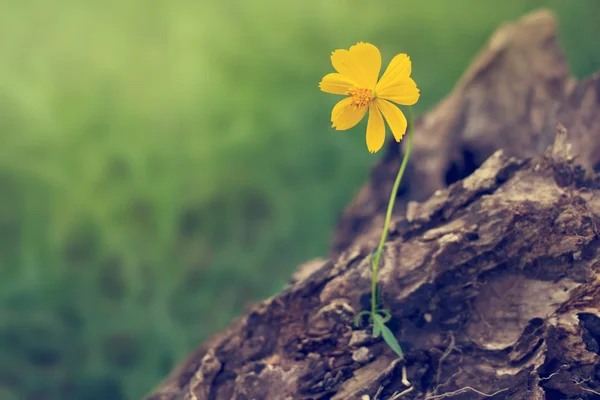 Fleur jaune poussant dans le bois dans la nature fond — Photo