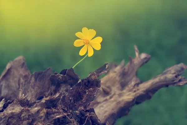 Ahşap doğa arka planda üzerinde büyüyen sarı çiçek — Stok fotoğraf
